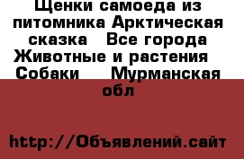 Щенки самоеда из питомника Арктическая сказка - Все города Животные и растения » Собаки   . Мурманская обл.